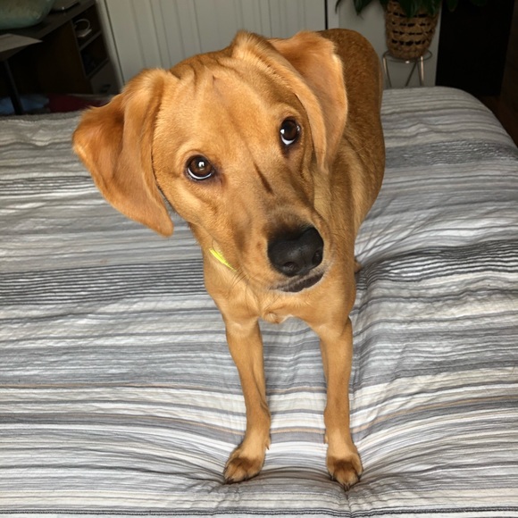 Meet your Posher, Ali - Picture 1 of 1